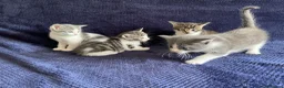Mixed Breed cats for sale: Gorgeous grey, white and tabby kittens for sale - Advert 34