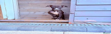 Mixed Breed 4