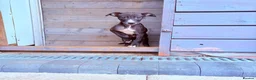 Mixed Breed dogs for sale: Collie bull greyhound  - Advert 2