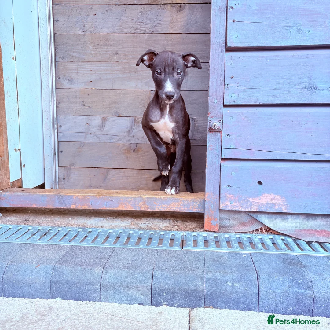 Mixed Breed dogs for sale: Collie bull greyhound  - Advert 2