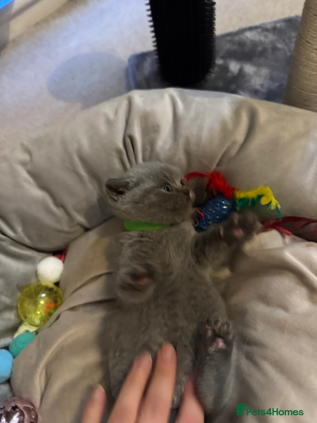 British Shorthair cats for sale: Fluffy and healthy British shorthair kittens - Advert 18