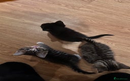 Domestic Shorthair cats for sale: 5 Tabby & Tuxedo kittens for sale - Image 9