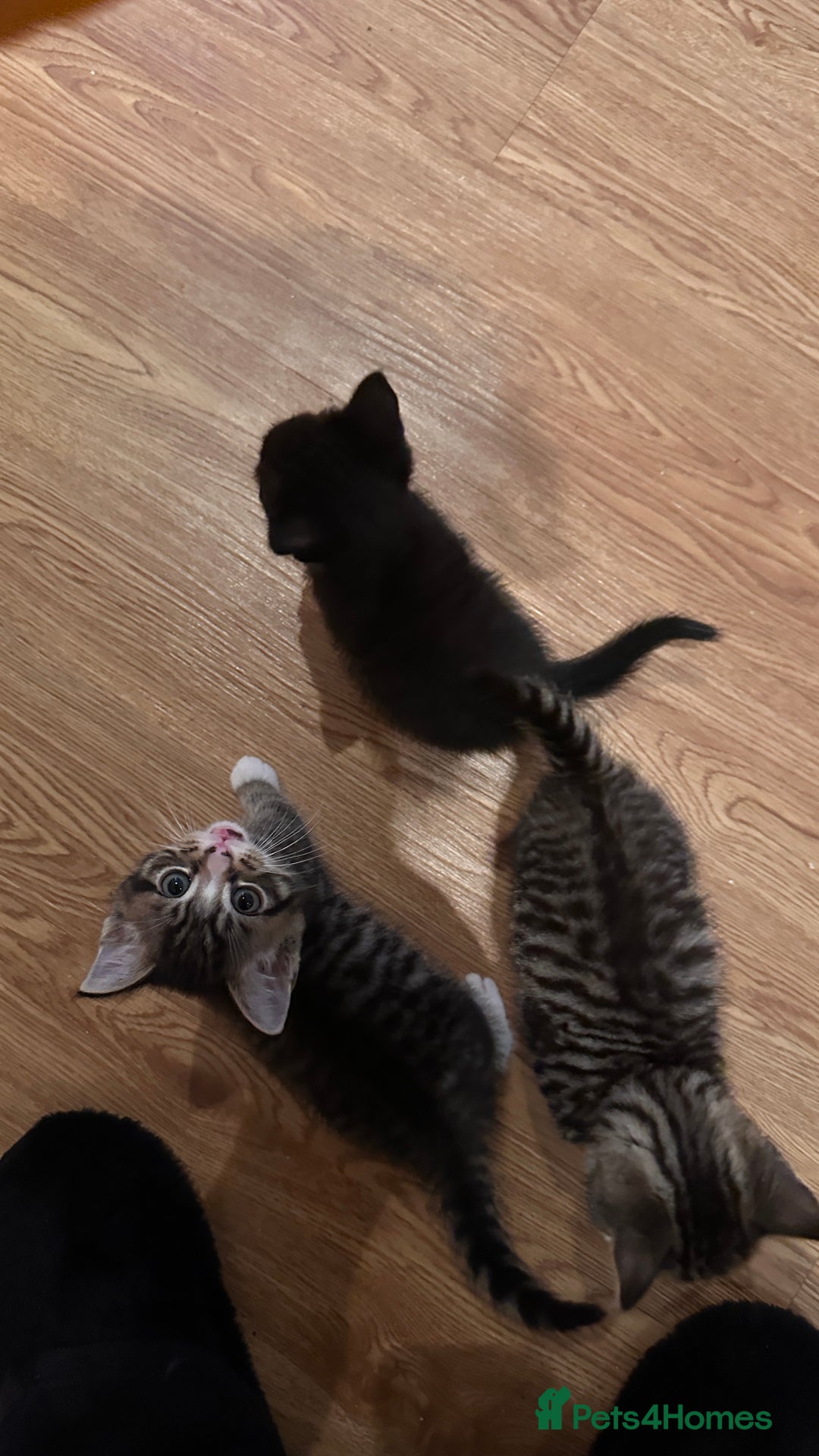 Domestic Shorthair cats for sale: 5 Tabby & Tuxedo kittens for sale - Image 9