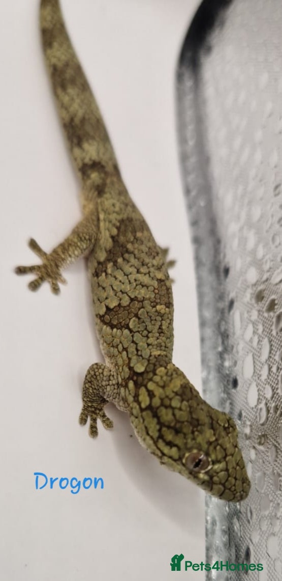 Gecko reptiles Pair of adult Viellardi Chameleon Geckos - Advert 1