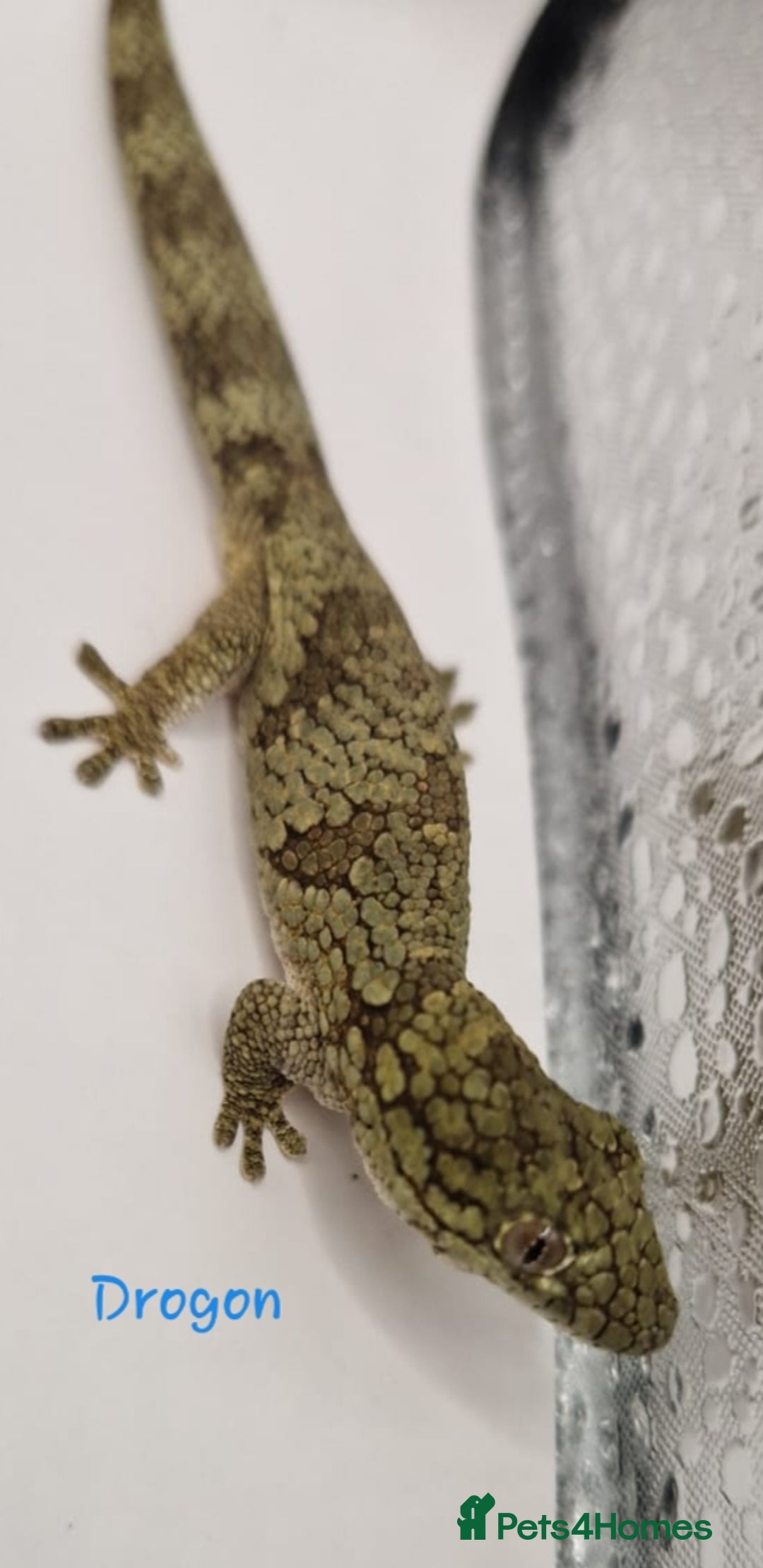 Gecko reptiles for sale: Pair of adult Viellardi Chameleon Geckos - Advert 1