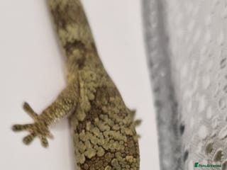 Gecko reptiles Pair of adult Viellardi Chameleon Geckos - Advert 1