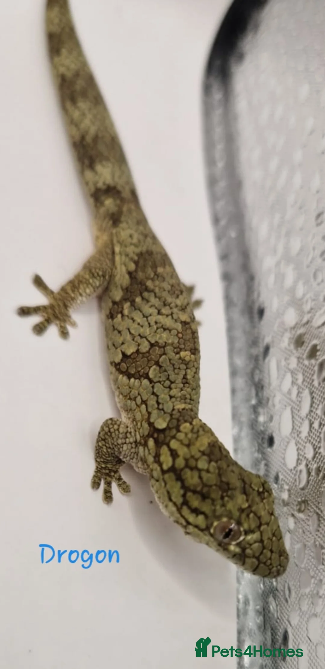 Gecko reptiles for sale: Pair of adult Viellardi Chameleon Geckos - Advert 1