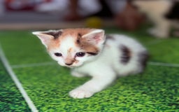 Domestic Shorthair cats for sale: 1 male and 2 female cats for sale - Image 4