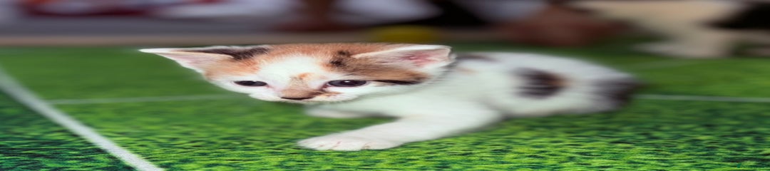 Domestic Shorthair Kitten 2