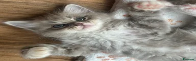 Zuki 