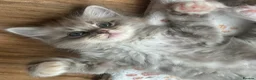Ragdoll cats for sale: Mink & Sepia Cherubim Ragdolls TICA Pedigree  - Advert 10