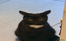 Mixed Breed cats for sale: Black Kitten for Sale – Ready for a New Home - Advert 1