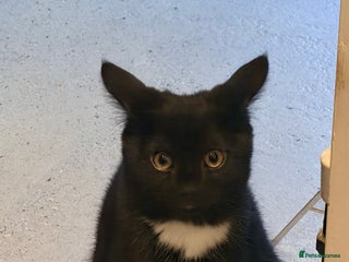 Mixed Breed cats Black Kitten for Sale – Ready for a New Home - Advert 1