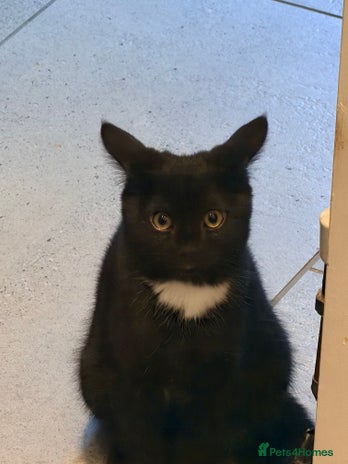 Mixed Breed cats Black Kitten for Sale – Ready for a New Home - Advert 1