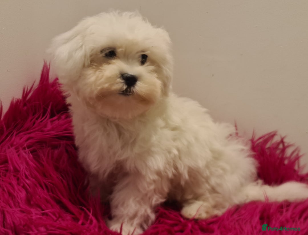 Maltipoo dogs for sale: Gorgeous pure white maltipoo girl  - Image 7