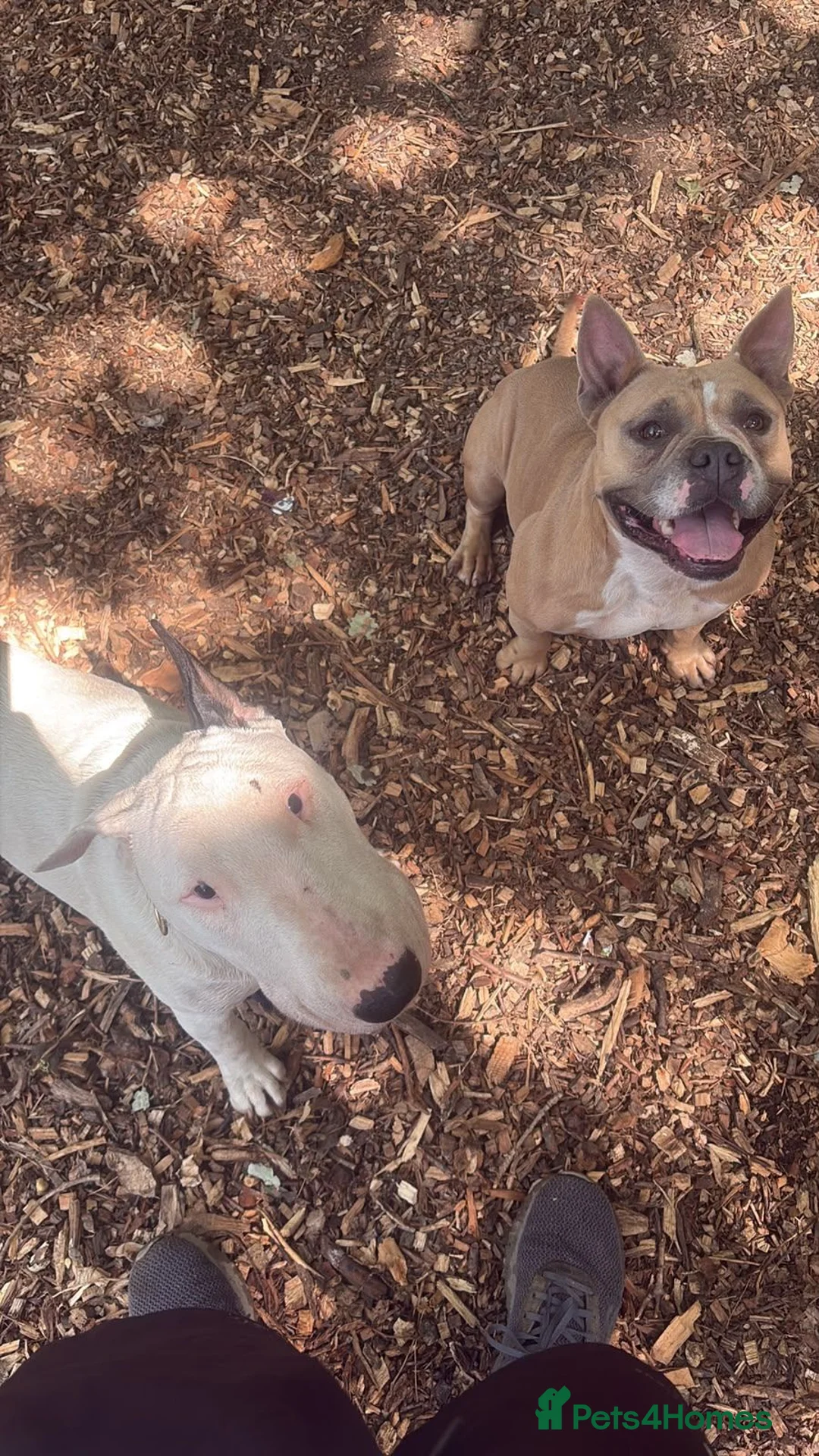 Mixed Breed dogs for sale: Pocket Bully x French Bulldog  - Advert 5