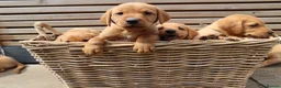 Labrador Retriever dogs for sale: Beautiful KC Registered Labrador Puppies - Advert 8