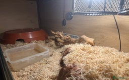 Python Snake reptiles for sale: Ball python and complete setup + food supply  - Advert 3
