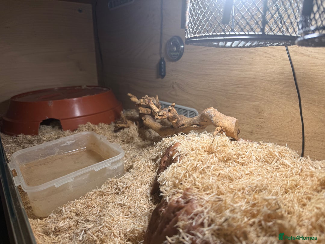 Python Snake reptiles for sale: Ball python and complete setup + food supply  - Advert 3