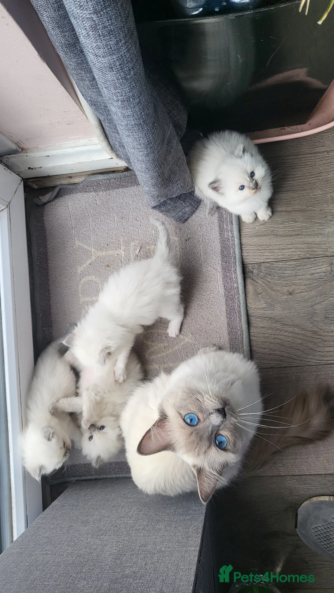 Ragdoll cats for sale: Adorable playful kittens for sale - Advert 2