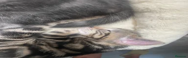 Kitten 2