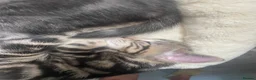 Mixed Breed cats for sale: Beautiful mixed kittens  in Grays - Advert 9