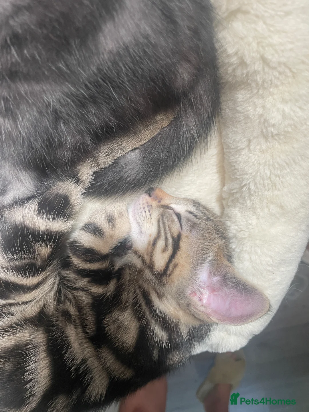 Mixed Breed cats for sale: Beautiful mixed kittens  in Grays - Advert 9