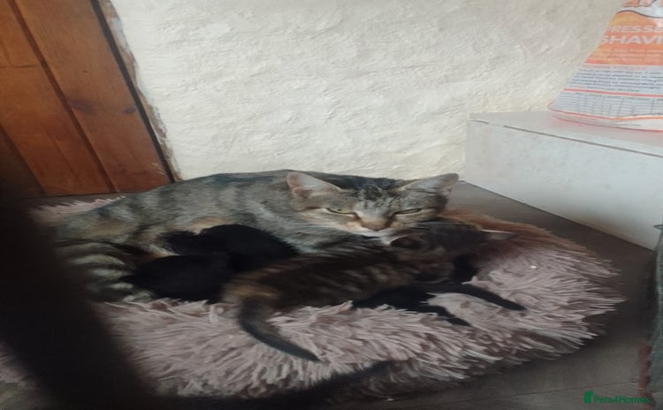 Mixed Breed cats - Advert 14