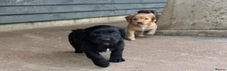 Cocker Spaniel dogs for sale: BEAUTIFUL MIXED COLOUR LITTER,HEALTHTESTED PARENTS - Advert 17