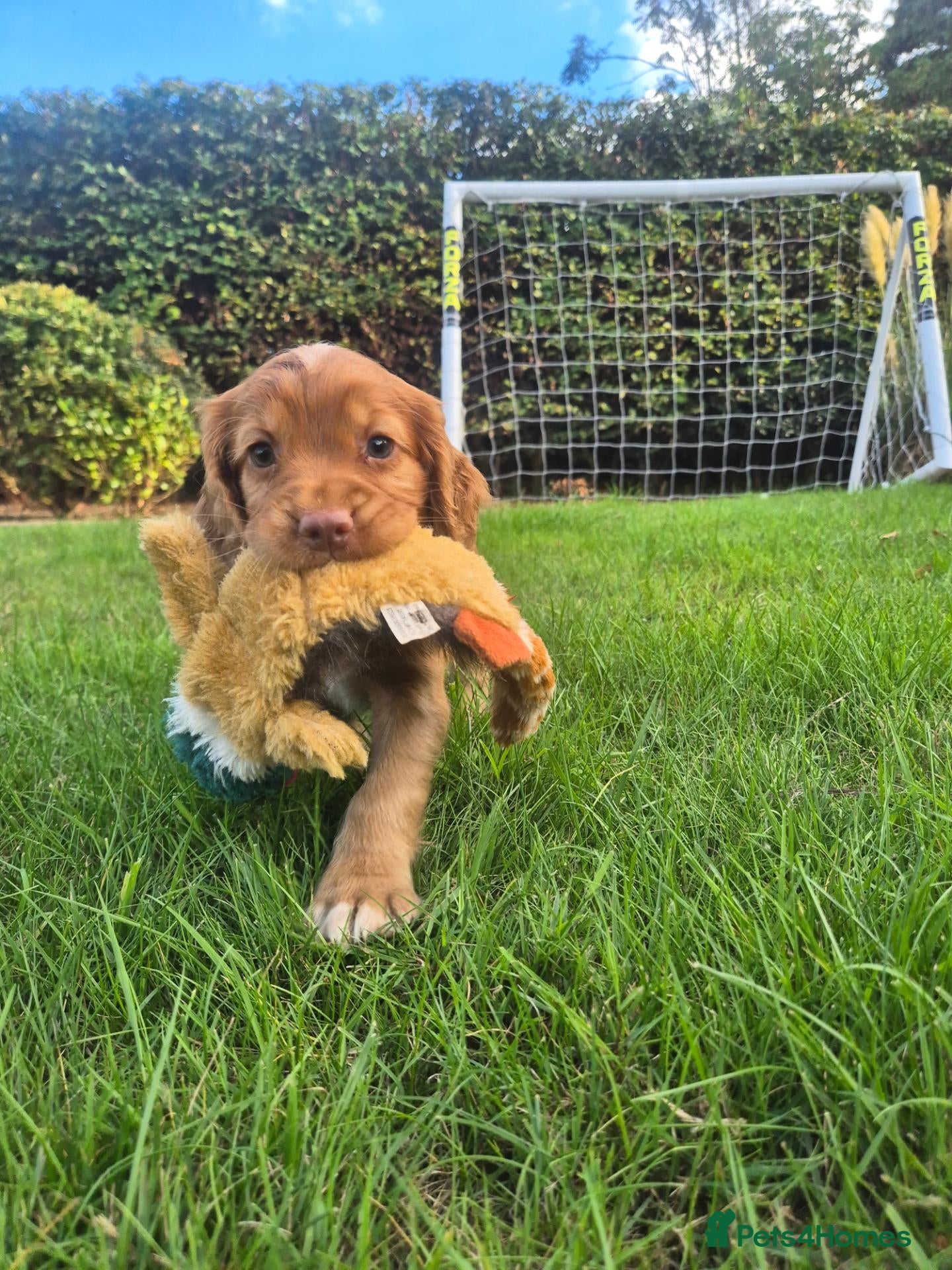 Cocker Spaniel dogs Health tested kc registered working cockers - Advert 1