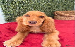 Cocker Spaniel dogs for sale: 🧡 Show Cocker Spaniel Puppy For Sale - Image 12
