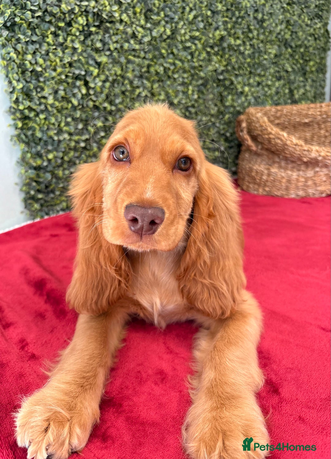 Cocker Spaniel dogs for sale: 🧡 Show Cocker Spaniel Puppy For Sale - Image 12