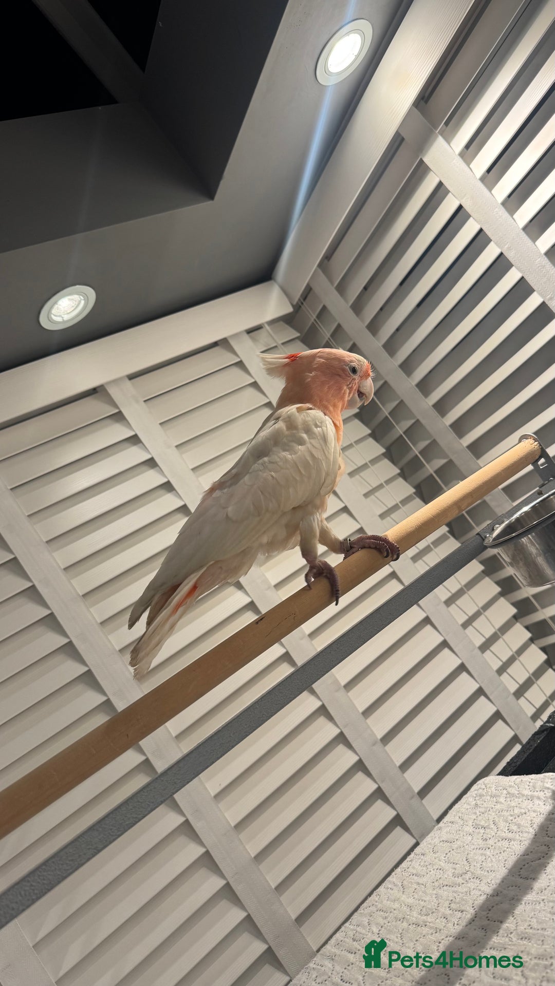 Cockatoo birds for sale: Major Mitchell Super Tame - Advert 3