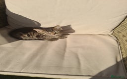 Mixed Breed cats for sale: 5 beautiful tabby cats longline/shorthair  - Image 8
