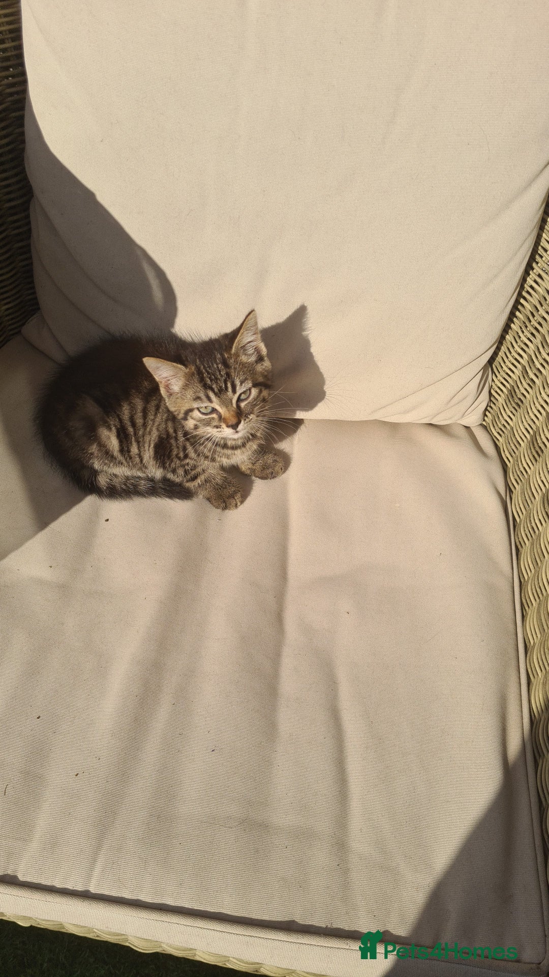 Mixed Breed cats for sale: 5 beautiful tabby cats longline/shorthair  - Image 8