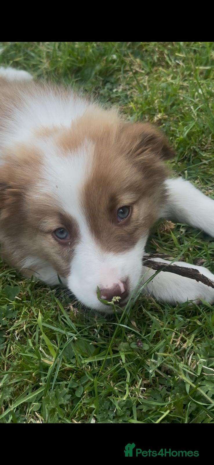 Border Collie dogs Stunning border collie pups  - Advert 2