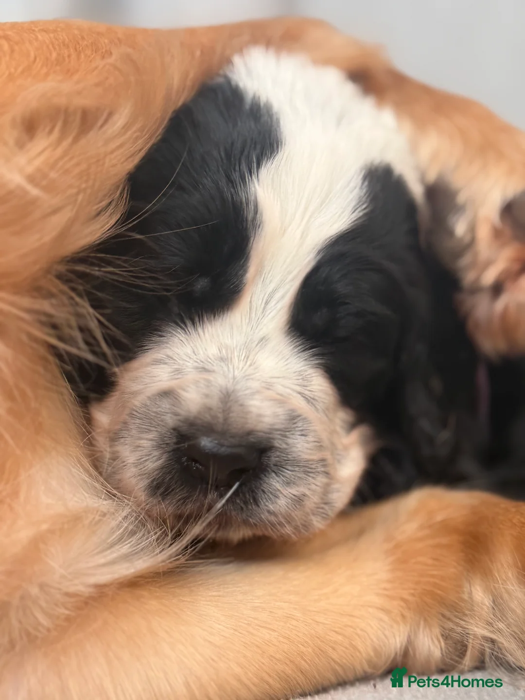 Cocker Spaniel dogs for sale: 🐶🐾 Exceptional Working Cocker Spaniel Puppies 🐾 - Advert 11