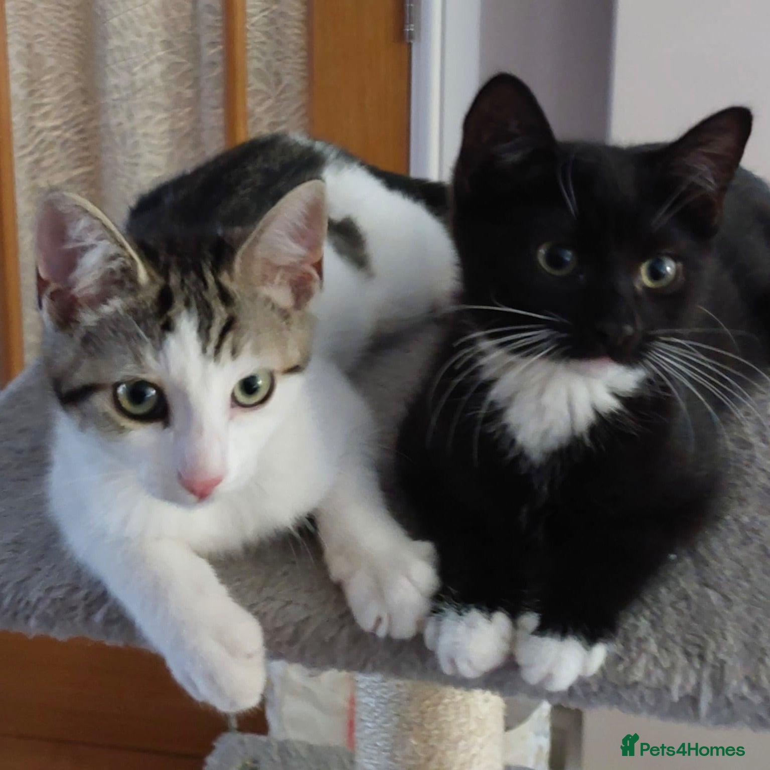 Domestic Shorthair cats Cheddar & Brie, 4 month old kitten pair - Advert 8