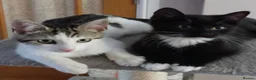 Domestic Shorthair cats for adoption: Cheddar & Brie, 4 month old kitten pair - Advert 1