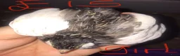Quail poultry for sale: QUAILS,POINT OF LAY CHINESE BUTTONS ! - Advert 4