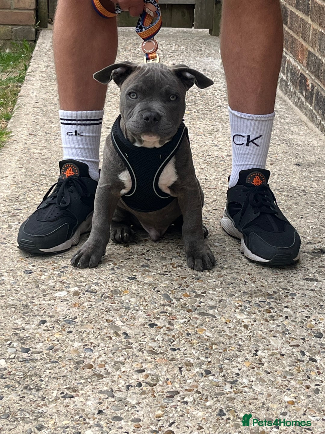 Mixed Breed dogs for sale: Bluey the beautiful boy  - Image 7