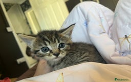 Mixed Breed cats for sale: Adorable kittens - Image 6