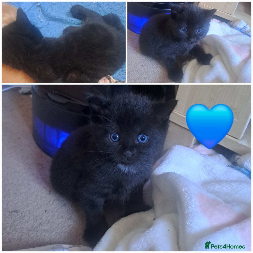 Mixed Breed cats for sale: 4 kittens for sale 🙂 - Image 2