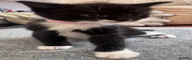Mixed Breed Kitten 3