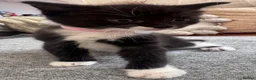 Mixed Breed cats for sale: 😻Adorable Kittens Looking for Their Homes 🐾 - Advert 10