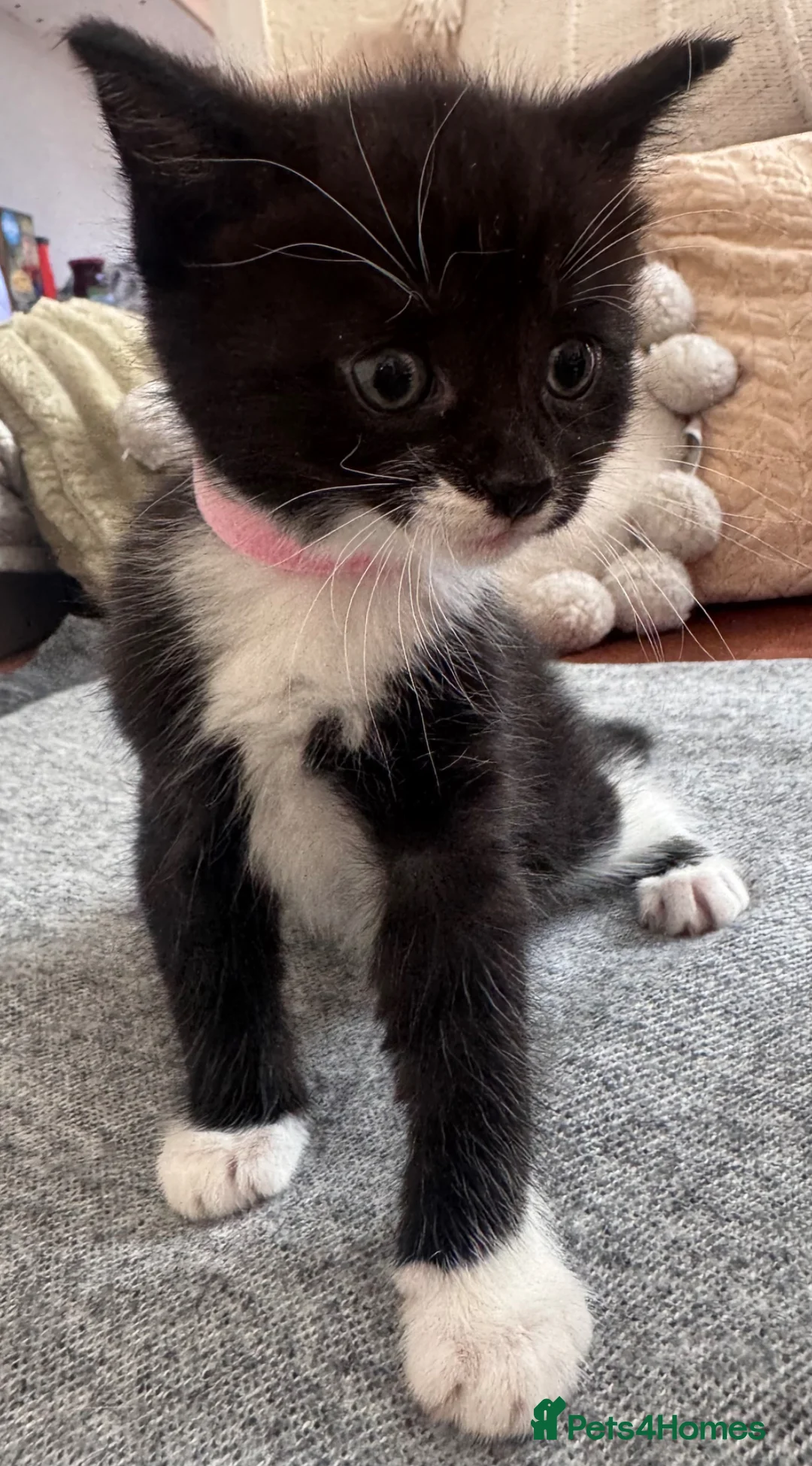 Mixed Breed cats for sale: 😻Adorable Kittens Looking for Their Homes 🐾 - Advert 10