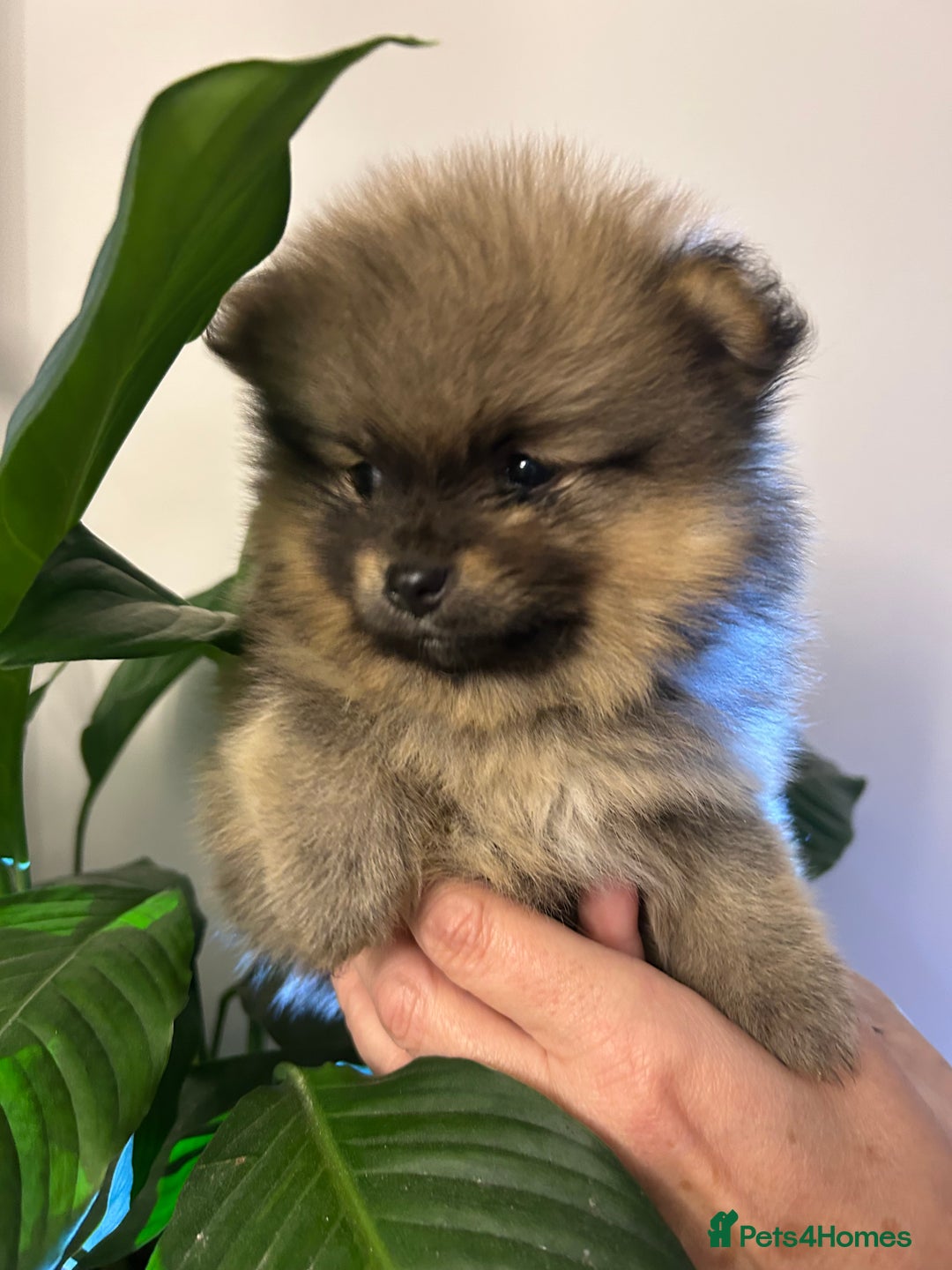 Pomeranian dogs for sale: Kc reg. Show quality 3 Pomeranian girls - Image 19