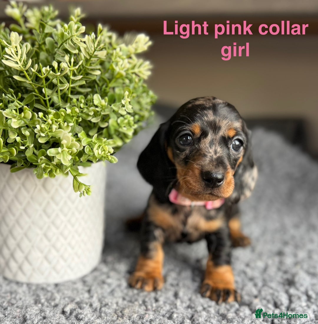 Miniature Dachshund dogs for sale: Miniature Dachshund puppies - Image 5