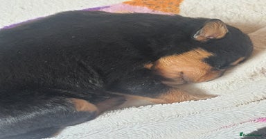 Mixed Breed dogs - Advert 4