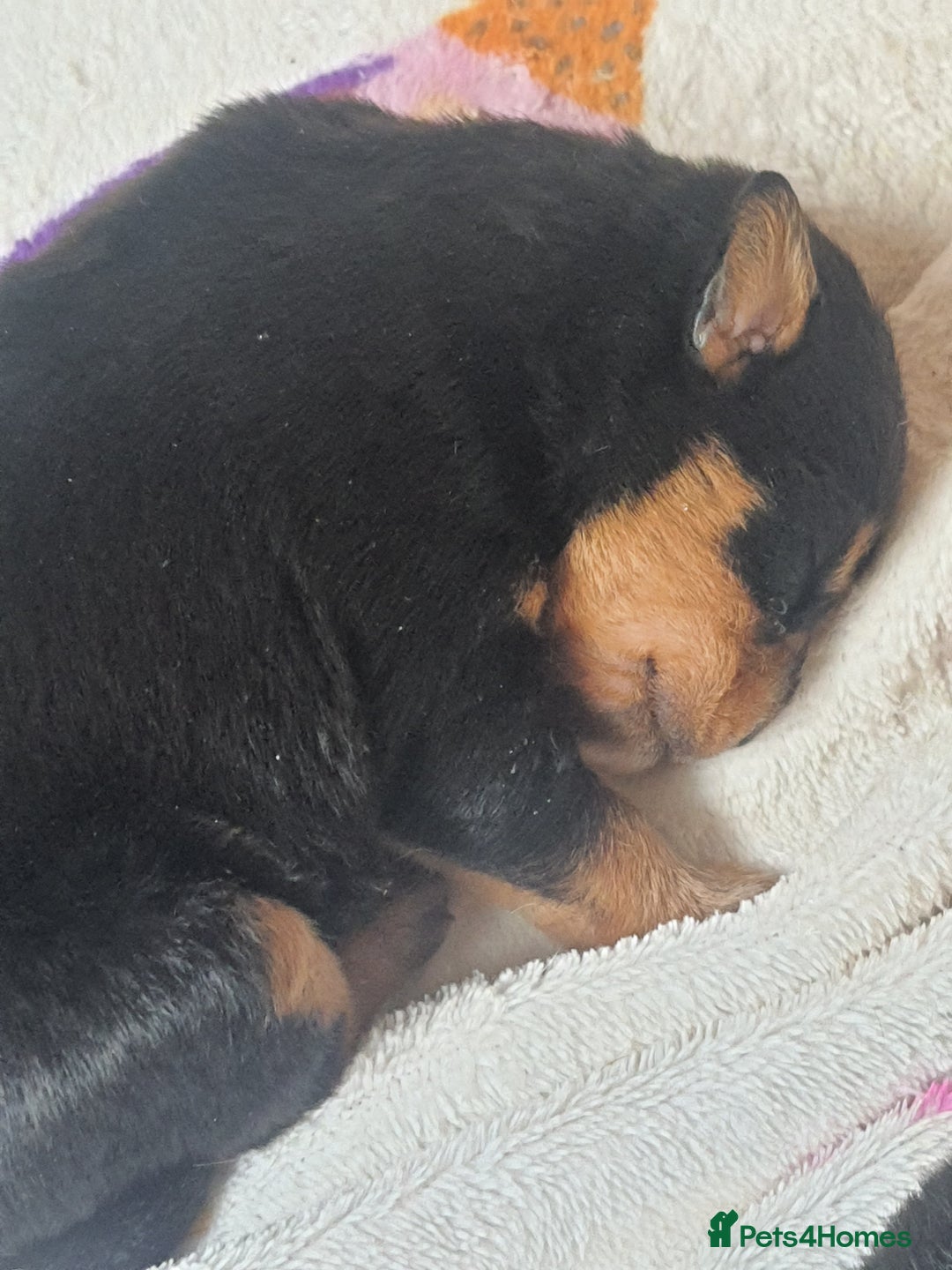 Mixed Breed dogs for sale: Beautiful boodle girl - Image 3
